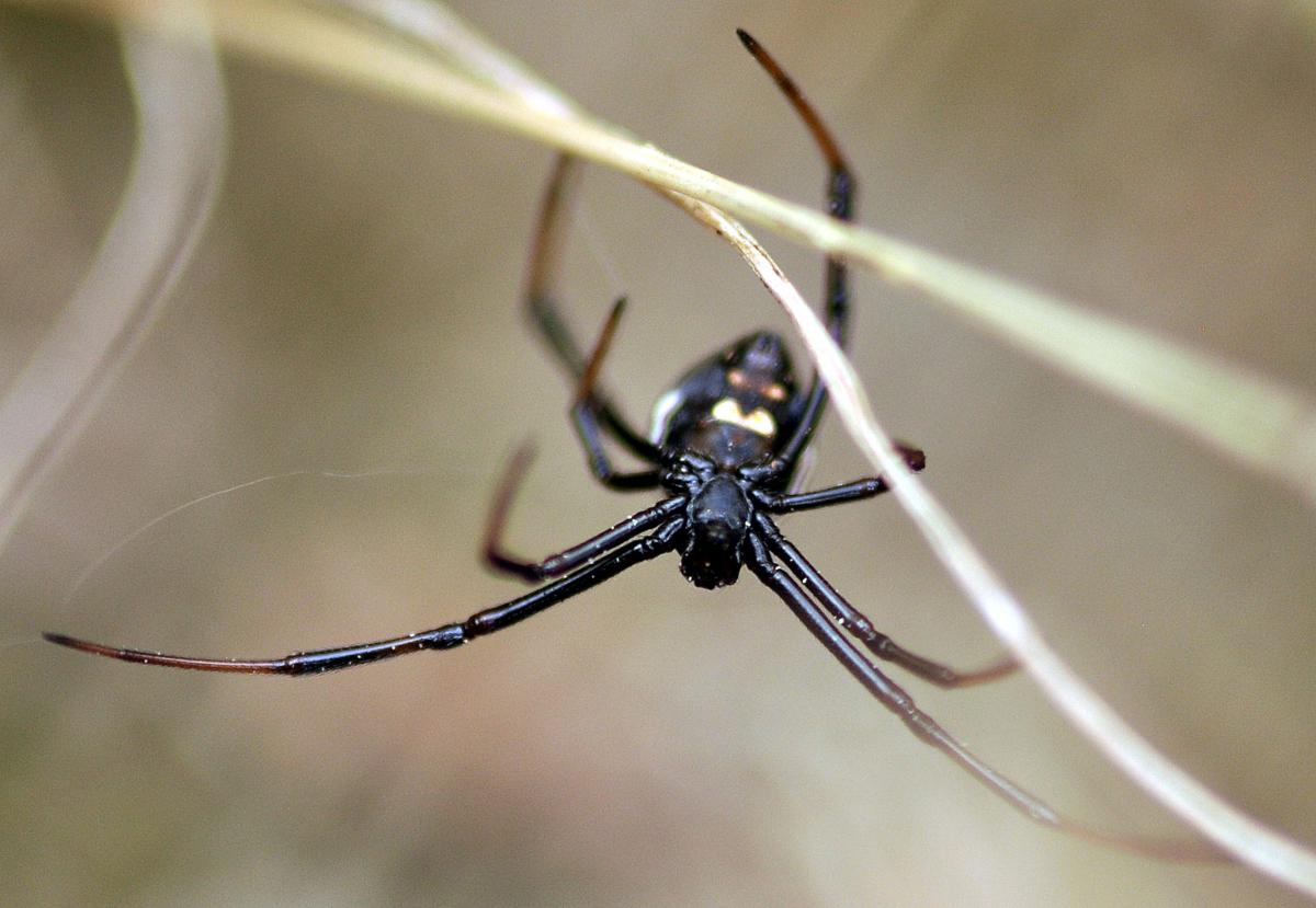 Die Europäische Schwarze Witwe (Latrodectus tredecimguttatus) ist eine von elf Spinnenarten die zum ersten Mal in Albanien gesichtet wurden. Foto: M. Komnenov