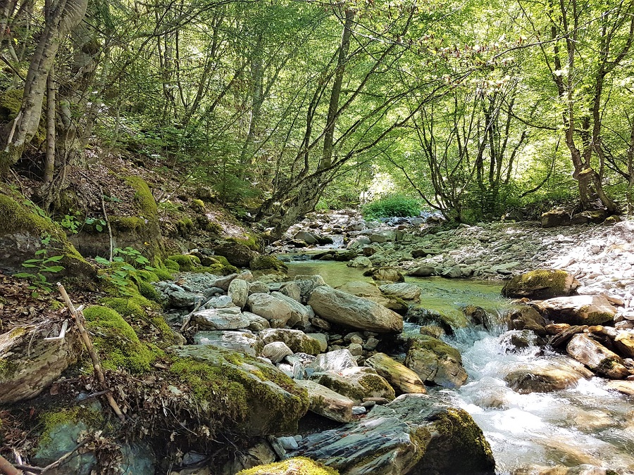 The Ribnicka is one of many small rivers in the Mavrovo National Park. The construction of the power plants and the necessary infrastructure would have fatal consequences for the species-rich area in North Macedonia. © Front 21/42