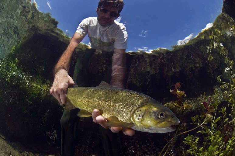 Weichmaulforelle (Salmo obtusirostris): nur 5 spezifische Populationen existieren. Am besten erhalten ist die Population im Fluss Neretva. Staudammprojekte drohen jedoch mindestens 50 Prozent dieser Population auszurotten. Staudämme am Fluss Morača würde die dortige Population dieser Art aller Voraussicht nach komplett auslöschen. © A. Hodalič