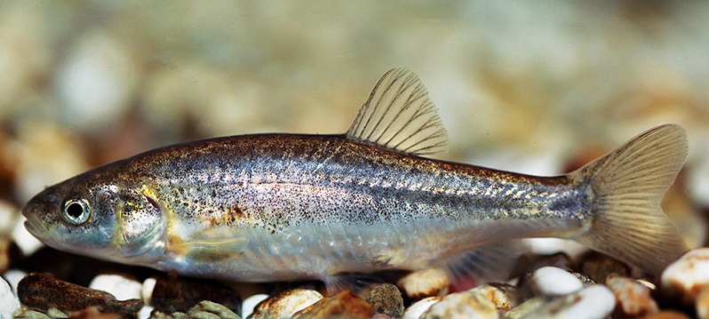 Dalmatian minnow (Phoxinellus dalmaticus): The global population of this small minnow (max 12cm) is limited to the Čikola river in southern Croatia. Three hydropower projects are foreseen directly in this river, potentially leading to the global extinction of the species. © Perica Mustafić