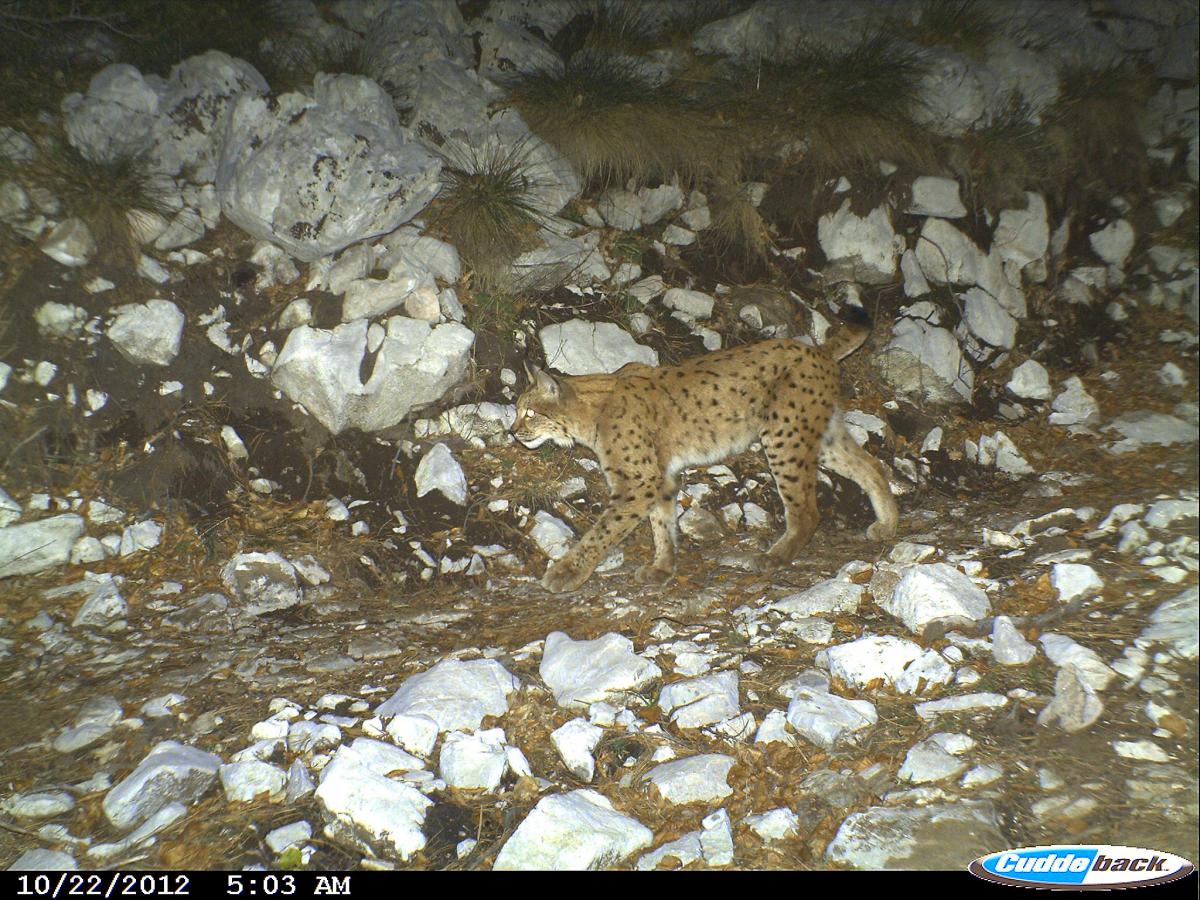 International support for the critically threatened Balkan Lynx from the Bern Convention. Photo: BLRP/Scopes