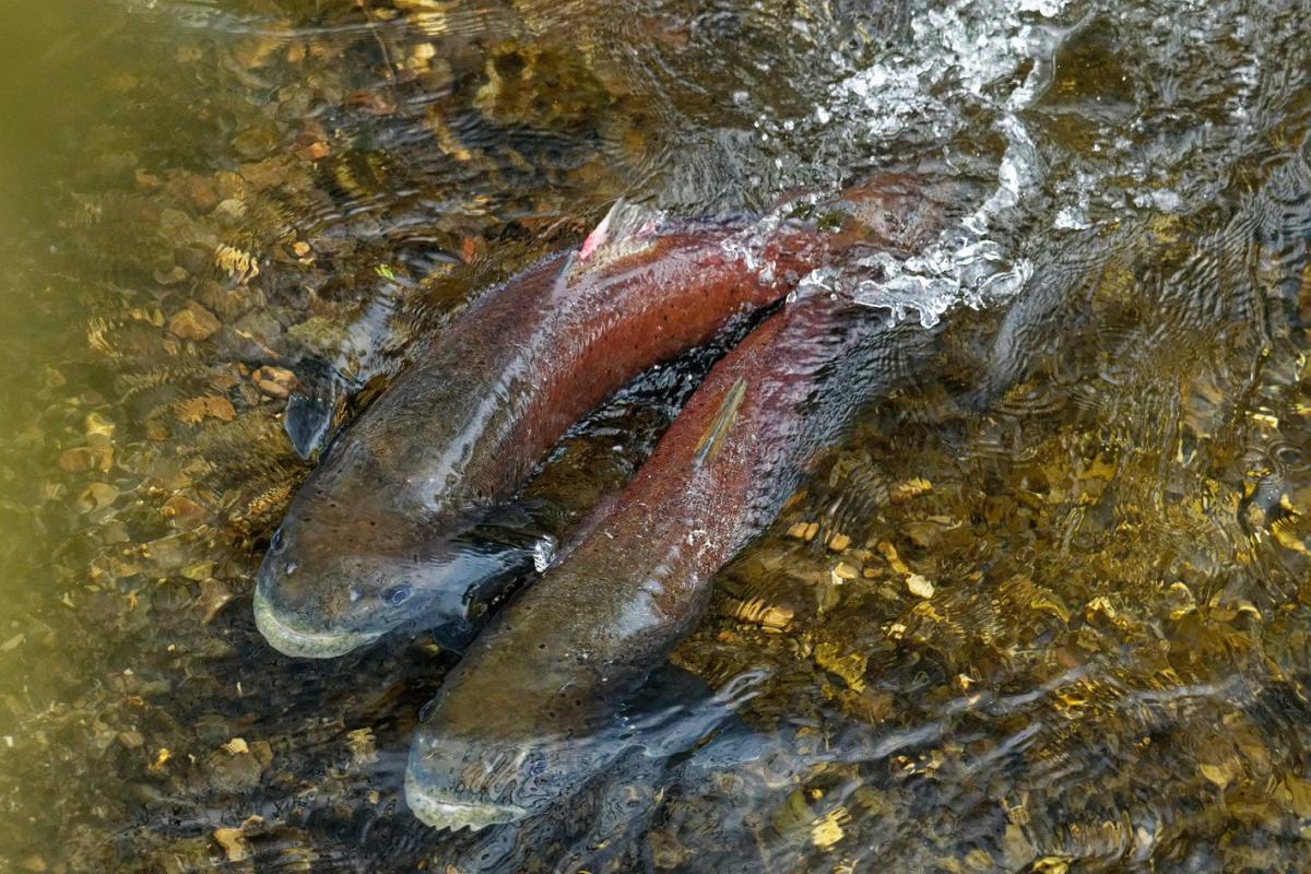 Spawning dance of the Huchen © Erhard Kraus