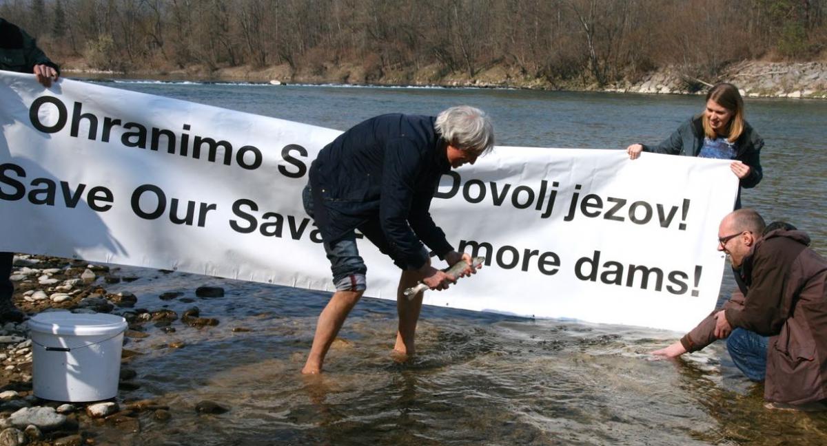 Releasing of Huchen after the press conference. Photo: Theresa Schiller/Euronatur