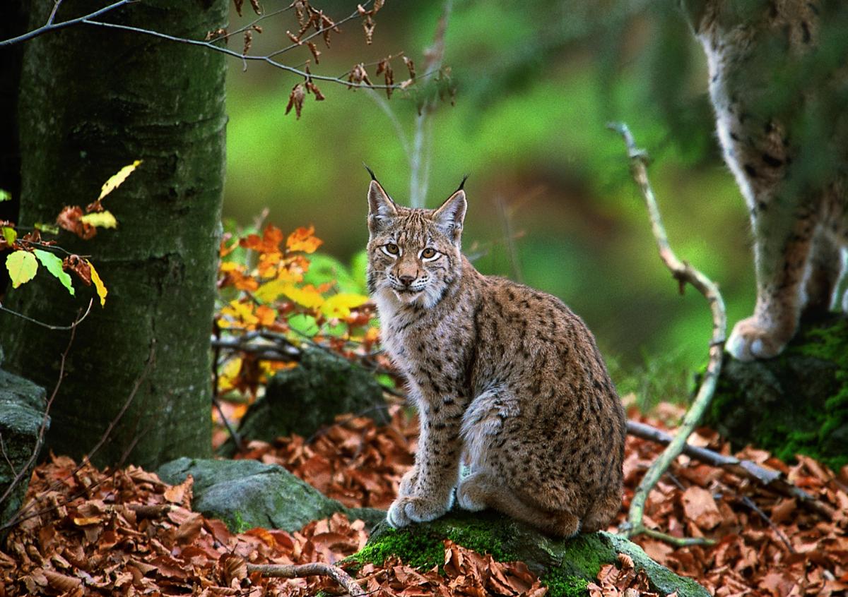 The hydropower projects in Mavrovo National Park are putting the last Balkan lynxes, a subspecies of the Eurasian lynx (in the picture), at risk. © Joachim Flachs.