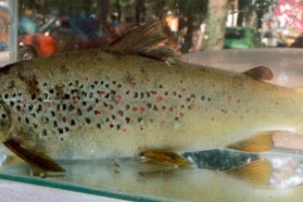 Softmouth trout (Salmo obtusirostris).