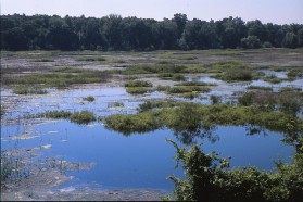 Temporal flood in the Sava River´s floodplain.