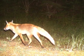 Fox captured by camera trap. 