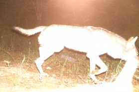 Wolf captured by camera trap.