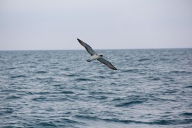 Cory's shearwater (Calonectris diomedea) - typical species of natural river deltas.