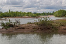 In its lower course, the Drina is a near-natural river with big gravel banks and sidearms. Common terns are breeding in this habitat.