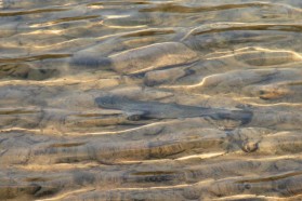 “For us, the Huchen is the king of rivers. We support the Huchen and oppose the dams” says Miroslav Žaberl, president of the Slovenian Angling Alliance.